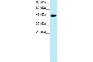 WB Suggested Anti-BARHL2 Antibody Titration:  0. (BARHL2 antibody  (Middle Region))