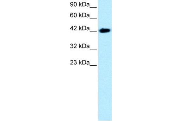 BARHL2 antibody  (Middle Region)
