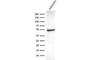 Western Blot Analysis of human Intestine tissue lysate using Cytokeratin 18 Mouse Monoclonal Antibody (DC10). (Cytokeratin 18 antibody)