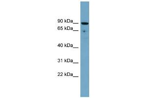 WB Suggested Anti-SLC26A9 Antibody Titration:  0.