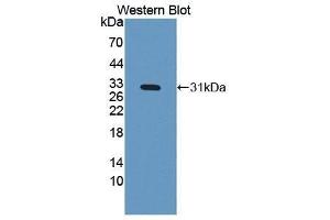 Western Blotting (WB) image for anti-Insulin-Like Growth Factor Binding Protein 4 (IGFBP4) (AA 22-258) antibody (ABIN3209557) (IGFBP4 antibody  (AA 22-258))