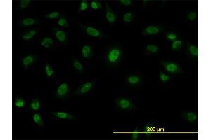 Immunofluorescence of monoclonal antibody to SFPQ on HeLa cell. (SFPQ antibody  (AA 269-361))