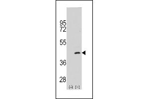 Western blot analysis of P2K4 (arrow) using rabbit polyclonal P2K4 Antibody  (ABIN392418 and ABIN2842027). (MAP2K4 antibody  (AA 235-264))