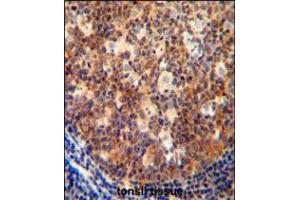 IL12B antibody immunohistochemistry analysis in formalin fixed and paraffin embedded human tonsil tissue followed by peroxidase conjugation of the secondary antibody and DAB staining. (IL12B antibody  (C-Term))