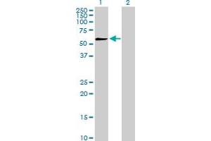 Western Blot analysis of PEPD expression in transfected 293T cell line by PEPD MaxPab polyclonal antibody.