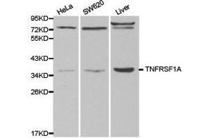 Western Blotting (WB) image for anti-Tumor Necrosis Factor Receptor Superfamily, Member 1A (TNFRSF1A) antibody (ABIN1875131) (TNFRSF1A antibody)