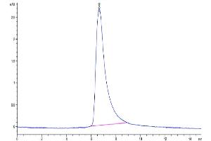 The purity of Cynomolgus IL-22 is greater than 95 % as determined by SEC-HPLC. (IL-22 Protein (AA 34-179) (His tag))
