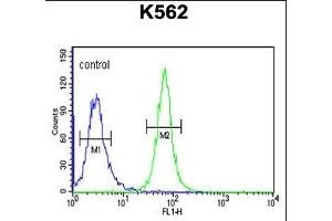 GTD2A Antibody (C-term) (ABIN651140 and ABIN2840094) flow cytometric analysis of K562 cells (right histogram) compared to a negative control cell (left histogram). (GTF2IRD2 antibody  (C-Term))