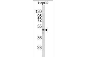 GABRR1 Antibody (N-term) (ABIN1881360 and ABIN2838619) western blot analysis in HepG2 cell line lysates (35 μg/lane). (GABRR1 antibody  (N-Term))