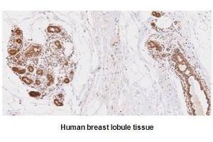 Paraffin embedded sections of human breast lobule tissue were initrocelluloseubated with anti-human UBE2L6 (1:50) for 2 hours at room temperature. (UBE2L6 antibody  (AA 1-152))