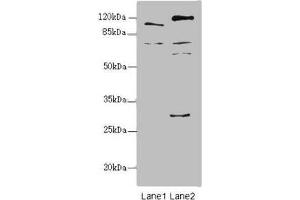 Western blot All lanes: TM9SF1 antibody at 2.