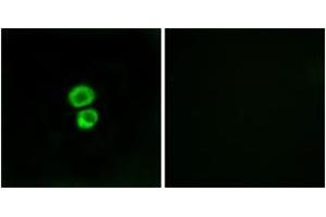 Immunofluorescence analysis of MCF7 cells, using IFM3 Antibody. (IFITM3 antibody  (AA 1-50))