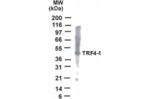 Western Blotting (WB) image for anti-PAP Associated Domain Containing 7 (PAPD7) (AA 447-462) antibody (ABIN2470063) (PAP Associated Domain Containing 7 (PAPD7) (AA 447-462) antibody)