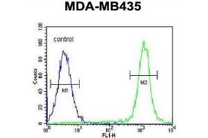 CA026 Antibody (N-term) flow cytometric analysis of MDA-MB435 cells (right histogram) compared to a negative control cell (left histogram). (SWT1 antibody  (N-Term))