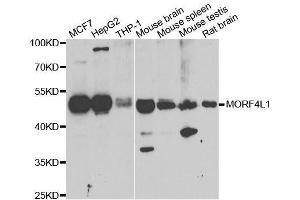Western blot analysis of extracts of various cell lines, using MORF4L1 antibody. (MORF4L1 antibody  (AA 1-100))