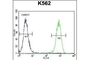 ISWI Antibody (C-term) (ABIN655530 and ABIN2845043) flow cytometric analysis of K562 cells (right histogram) compared to a negative control cell (left histogram). (SMARCA5 antibody  (C-Term))