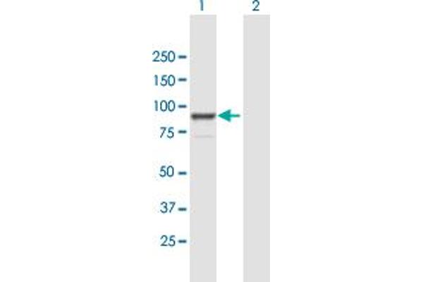 FGD3 antibody  (AA 1-725)