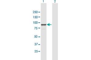 FGD3 antibody  (AA 1-725)