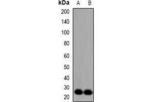 Western blot analysis of FGF11 expression in Hela (A), NIH3T3 (B) whole cell lysates.