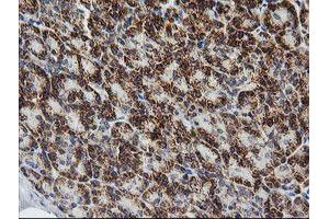 Image no. 1 for anti-Prostaglandin E Synthase 2 (PTGES2) antibody (ABIN1500491) (PTGES2 antibody)