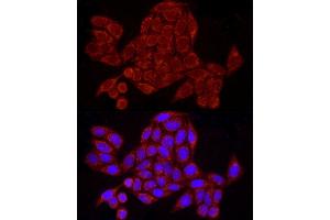 Immunofluorescence analysis of HeLa cells using GRSF1 Rabbit mAb (ABIN7267318) at dilution of 1:50 (40x lens). (GRSF1 antibody)