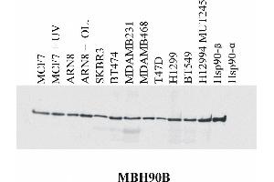 Western blotting analysis of MBH90B reactivity with various cell lines and recombinant Hsp90 alpha and Hsp90 beta protein. (HSP90AB1 antibody  (N-Term))