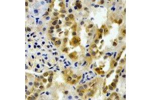 Immunohistochemical analysis of PTGES2 staining in rat kidney formalin fixed paraffin embedded tissue section. (PTGES2 antibody)