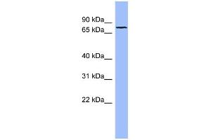 WB Suggested Anti-FBLN1 Antibody Titration:  0. (Fibulin 1 antibody  (N-Term))