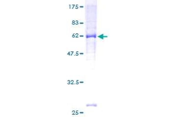 PIPOX Protein (AA 48-390) (GST tag)