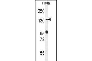 DEN5A Antibody (Center) (ABIN654470 and ABIN2844204) western blot analysis in Hela cell line lysates (35 μg/lane). (DENND5A antibody  (AA 695-724))