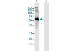 Western Blot analysis of EGFL6 expression in transfected 293T cell line by EGFL6 MaxPab polyclonal antibody. (EGFL6 antibody  (AA 1-553))