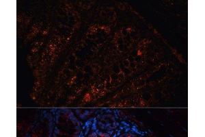 Immunofluorescence analysis of Mouse colon using APC Polyclonal Antibody at dilution of 1:100. (APC antibody)