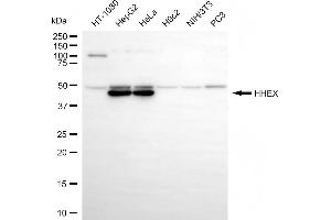 Western blotting analysis using HHEX antibody (ABIN7798883). (HHEX antibody)