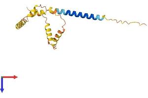AlphaFold protein structure predicition of Human Recombinant FAM74A3 Protein, UniprotID Q4VXF1 (FAM74A3 Protein (AA 1-159) (His tag))