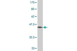 Western Blot detection against Immunogen (41. (Chemerin antibody  (AA 17-163))