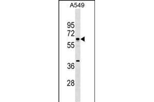 MTF2 Antibody (Center) (ABIN1538252 and ABIN2849778) western blot analysis in A549 cell line lysates (35 μg/lane). (MTF2 antibody  (AA 289-317))