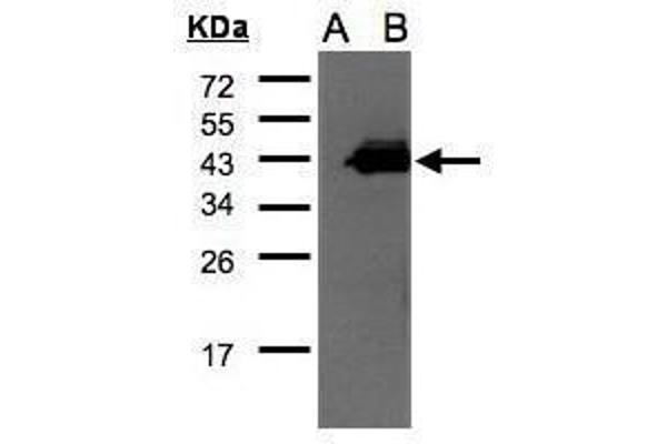 CCNDBP1 Antikörper  (C-Term)