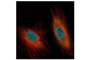 ICC/IF Image Confocal immunofluorescence analysis (Olympus FV10i) of paraformaldehyde-fixed HeLa, using DEDD, antibody (Green) at 1:500 dilution. (DEDD antibody)