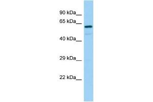 Host: Rabbit Target Name: REPS2 Sample Type: 721_B Whole Cell lysates Antibody Dilution: 1. (REPS2 antibody  (C-Term))
