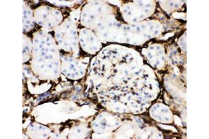 Anti-Annexin V Picoband antibody,  IHC(P): Mouse Kidney Tissue