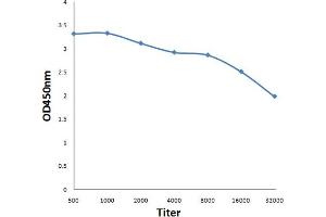 Antigen: 0. (MDC1 antibody  (AA 31-130))