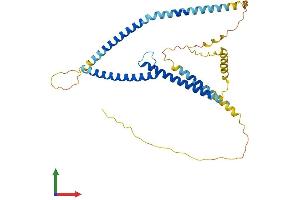 AlphaFold protein structure predicition of Human Recombinant TFAP4 Protein, UniprotID Q01664 (TFAP4 Protein (AA 1-338) (His tag))