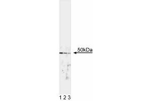 Western blot analysis of TFE3. (TFE3 antibody)