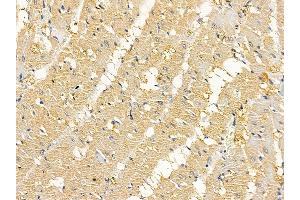ABIN6264842 and ABIN6279051 at 1/100 staining rat heart tissue by IHC-P. (RPL7A antibody  (N-Term))