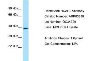 Western Blotting (WB) image for anti-Hydroxycarboxylic Acid Receptor 2 (HCAR2) (C-Term) antibody (ABIN2789654)
