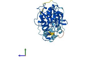 AlphaFold protein structure predicition of Human Recombinant MAPK13 Protein, UniprotID O15264 (MAPK13 Protein (AA 1-365) (His tag))