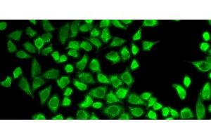 Immunofluorescence analysis of HeLa cells using CD127 Polyclonal Antibody (IL7R antibody)