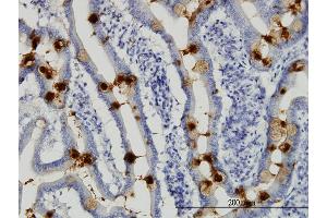 Immunoperoxidase of monoclonal antibody to TFF3 on formalin-fixed paraffin-embedded human small Intestine. (TFF3 antibody  (AA 15-73))