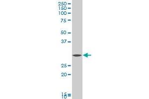 FAIM2 polyclonal antibody (A01), Lot # 051122JC01 Western Blot analysis of FAIM2 expression in A-431 . (FAIM2 antibody  (AA 1-316))