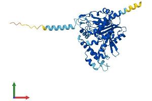 AlphaFold protein structure predicition of Mouse Recombinant Abhd2 Protein, UniprotID Q9QXM0